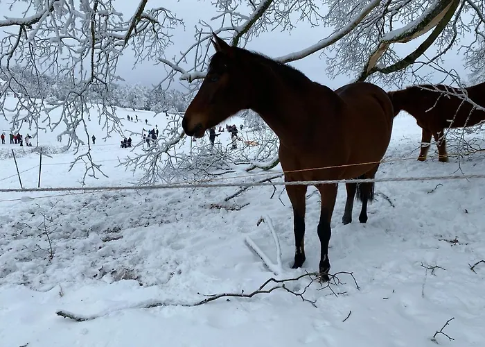 Waldidylle Lägenhet Friedrichsbrunn